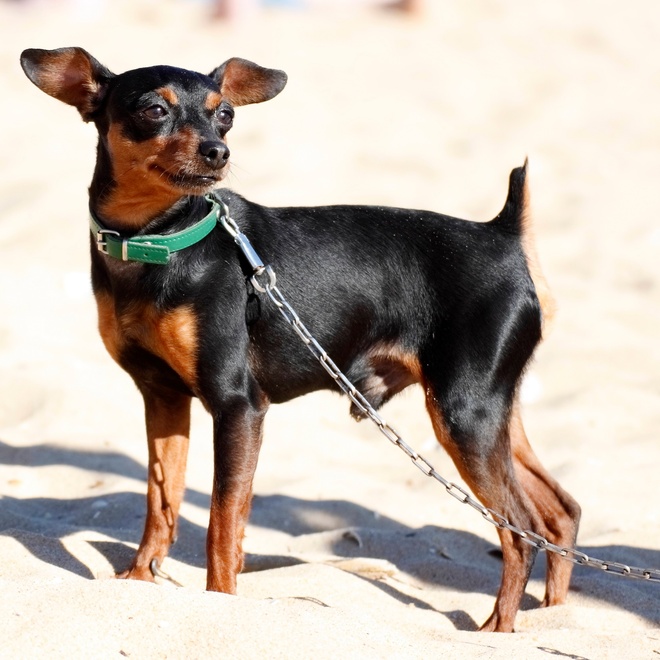 a Miniature Pinshcer on sand, on a leash