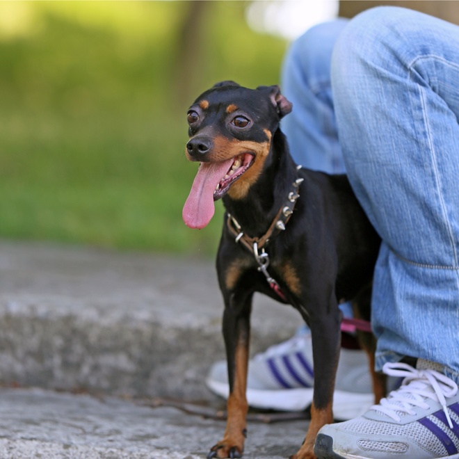 a Miniature Pinscher sticking out its tongue, between his owner's legs