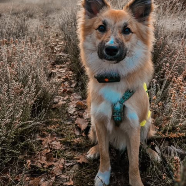 @plume_tibby
