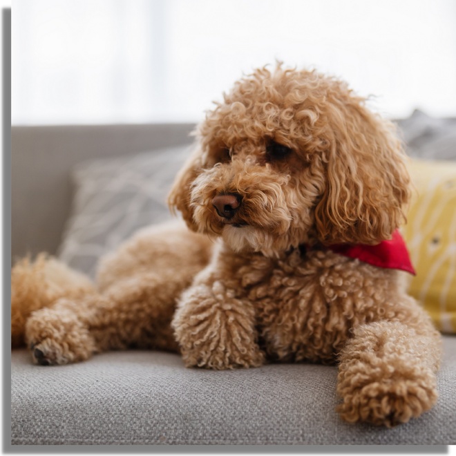 A Poodle sitting on a sofa