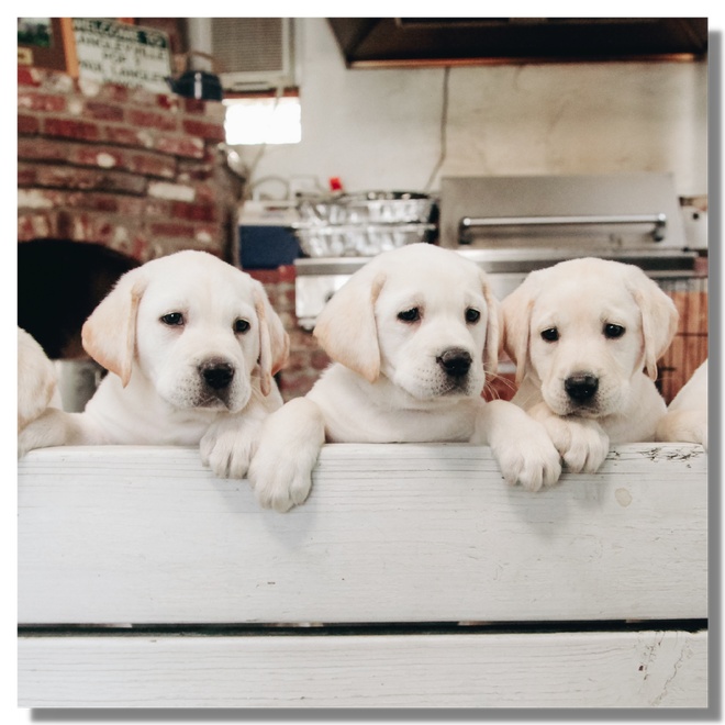 Une portée de labradors blancs