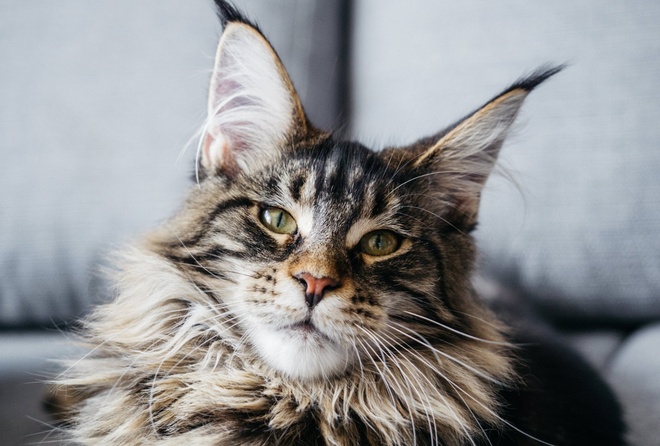 Eine Maine Coon schaut in die Kamera