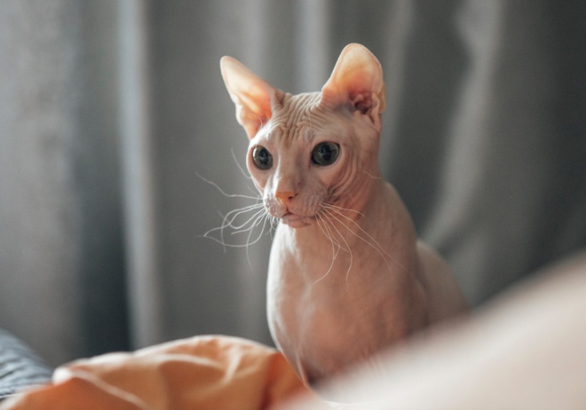 A sitting Sphynx