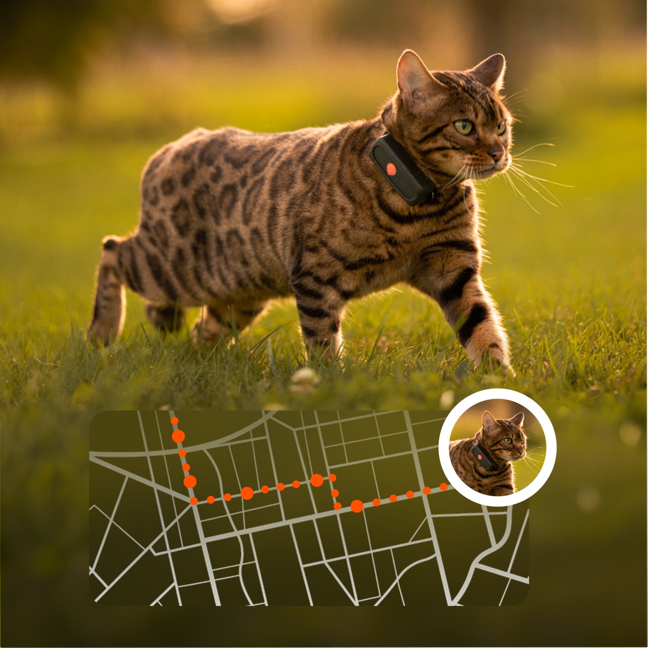 precision weenect cat tracker