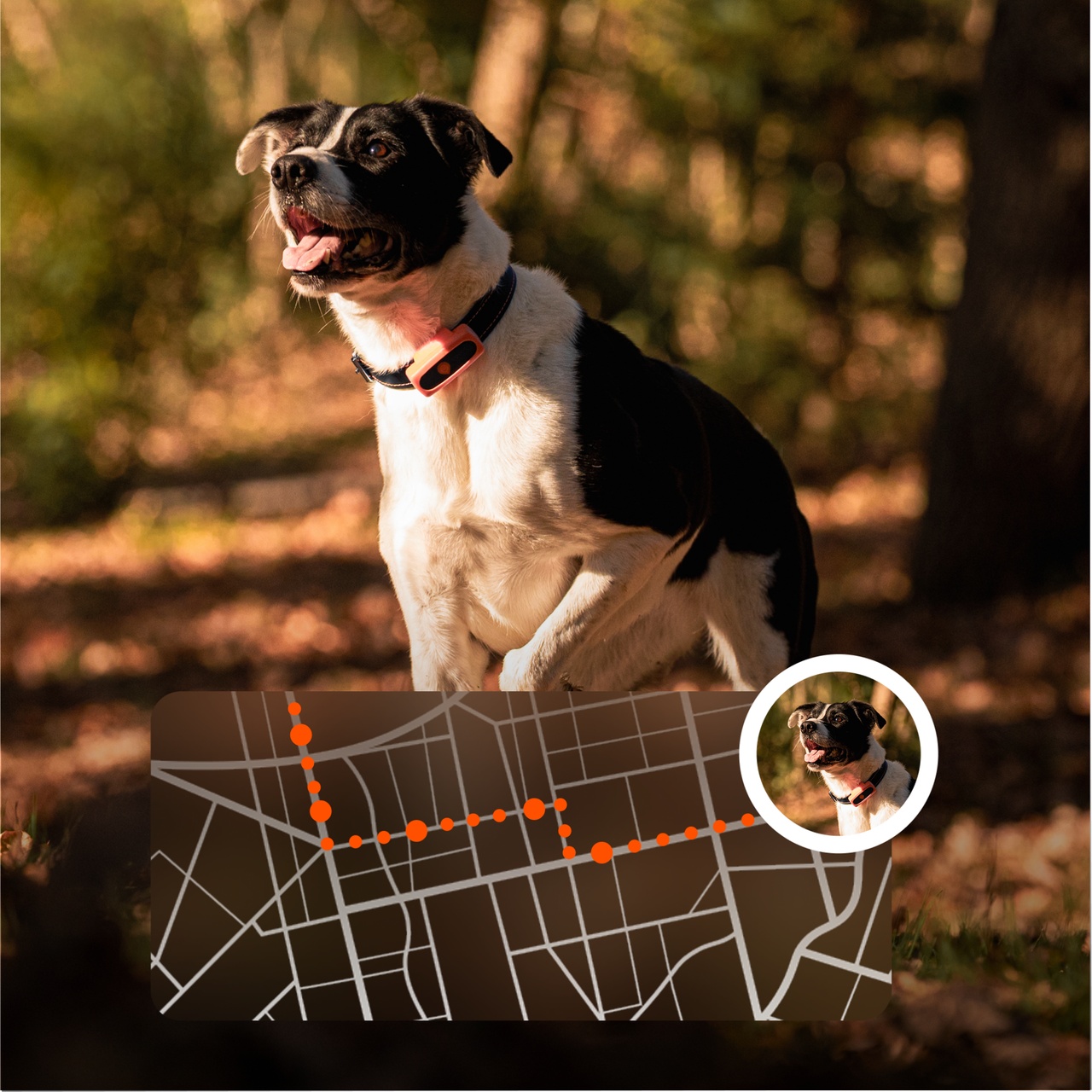 precision weenect xs dog tracker