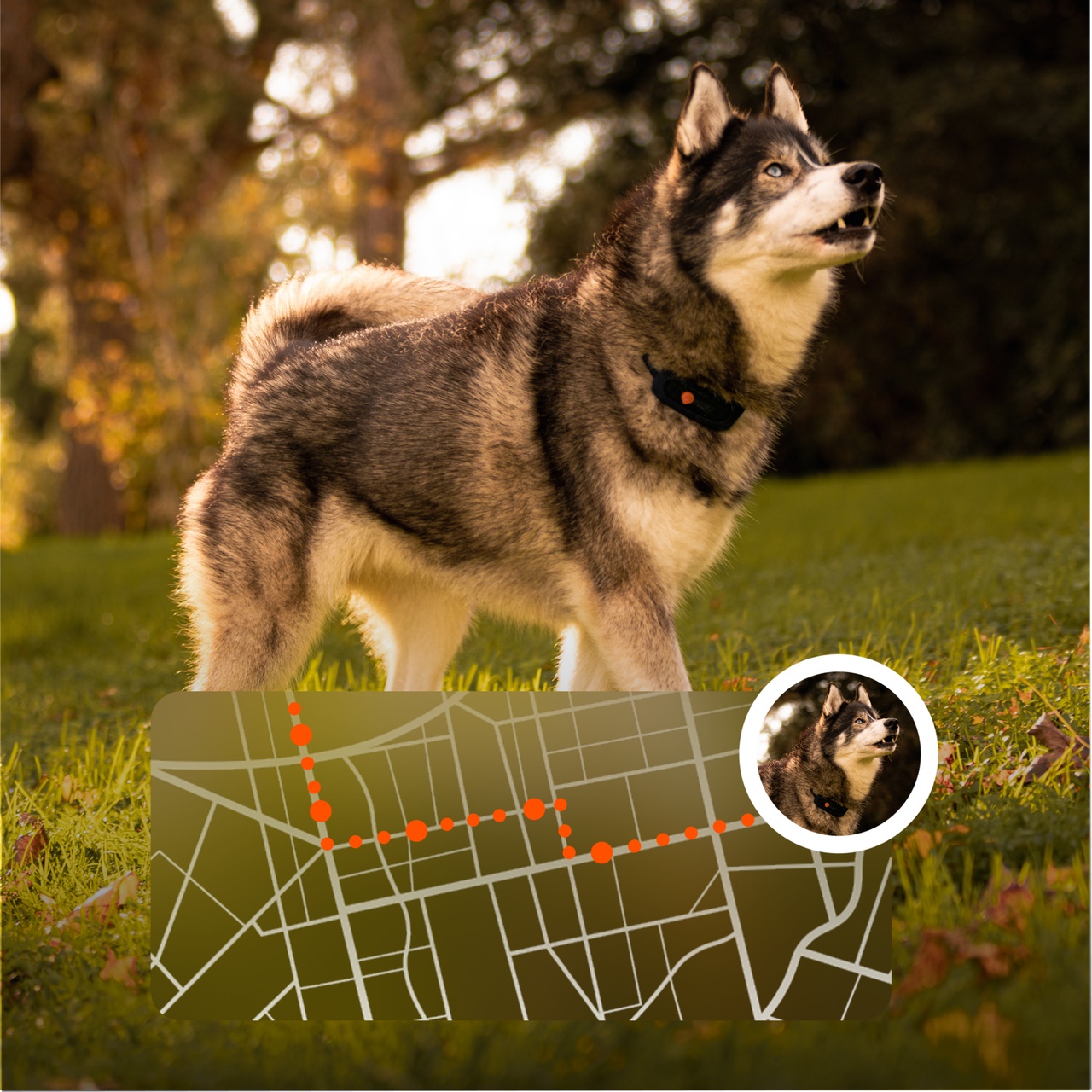 precision weenect xt dog tracker