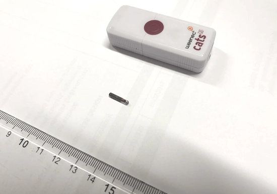 L'implant d'une puce GPS pour chat : entre info et intox