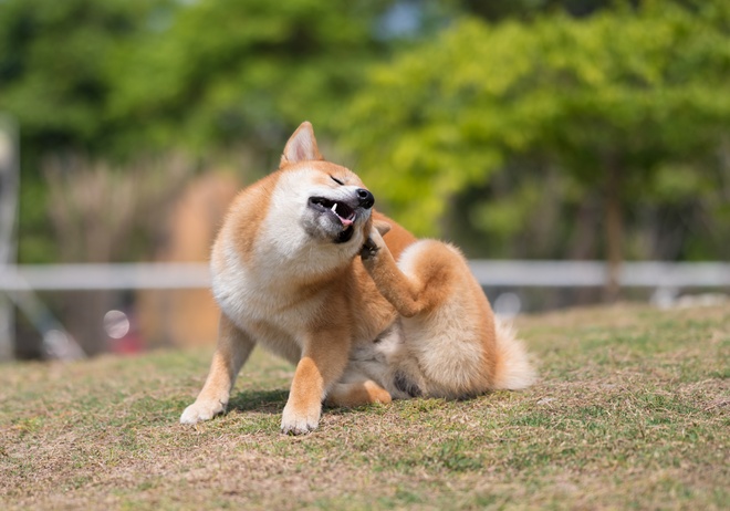 Un chien qui se gratte