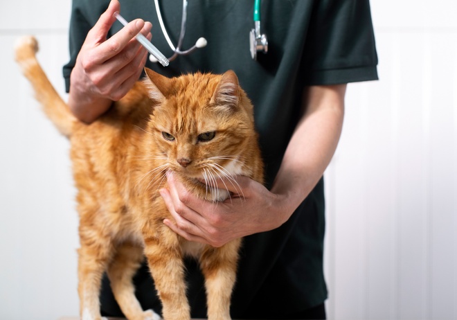 Un chat avec un vétérinaire qui se fait traiter