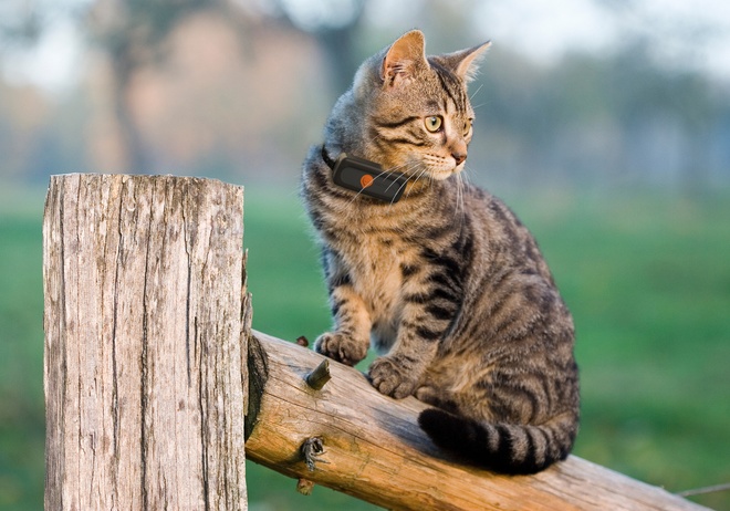 Un chat avec un Weenect XS