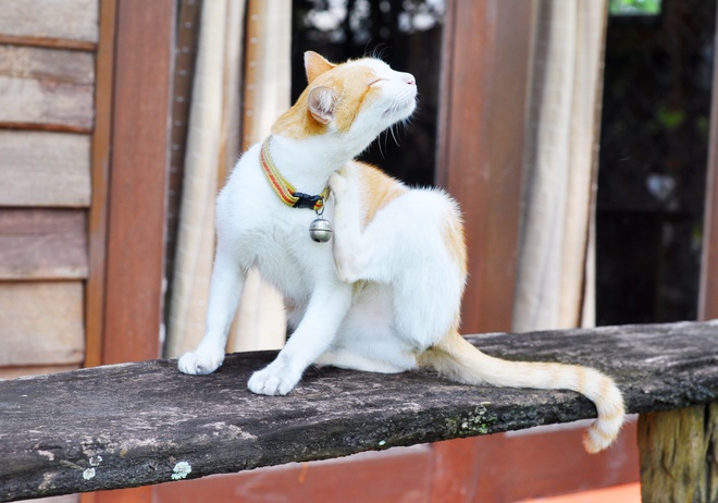 Un chat qui se gratte