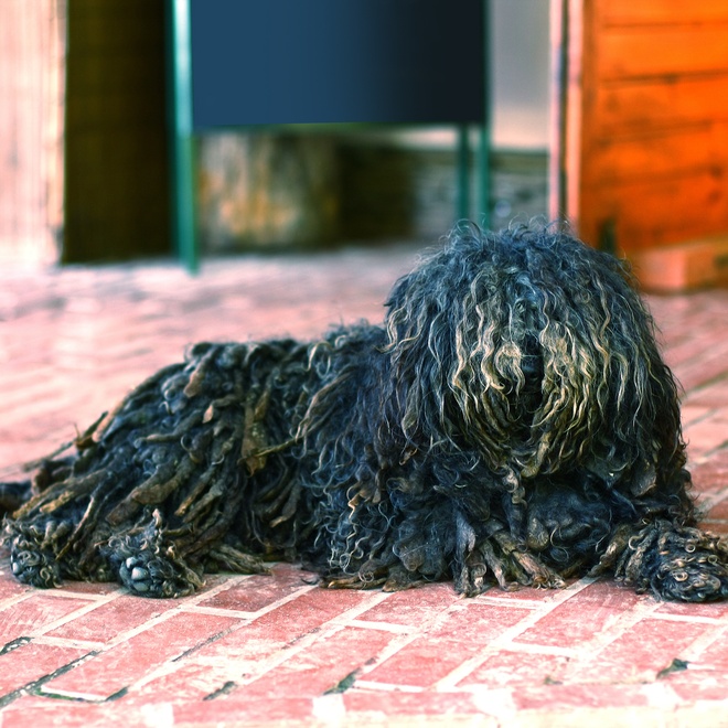 a portrait of a Puli Dog laying