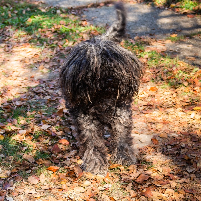 a Puli Dog sorrounded by leaves