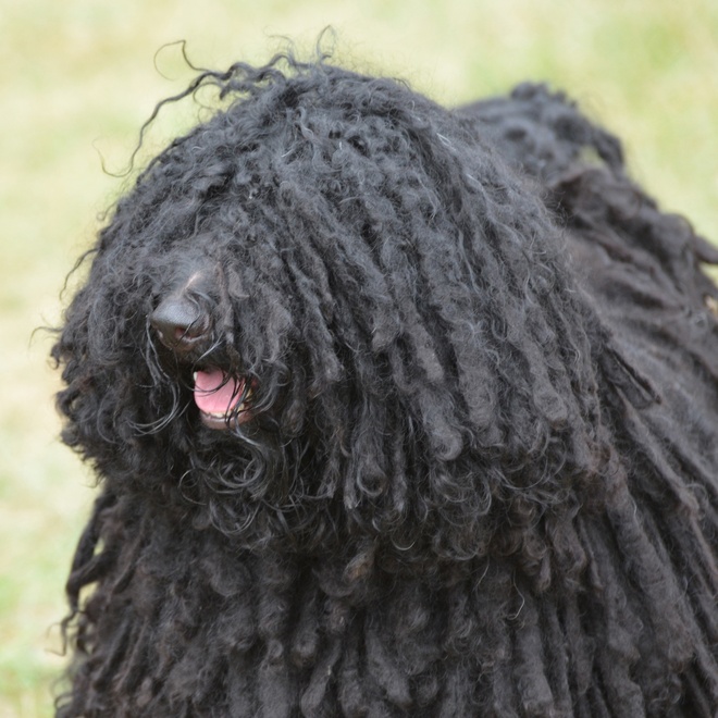 a portrait of a Puli Dog sticking out its tongue