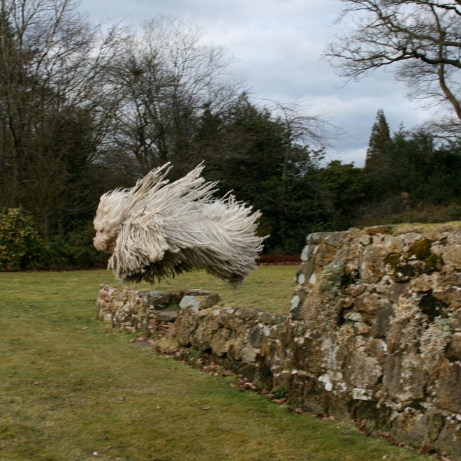 a Puli Dog in a park