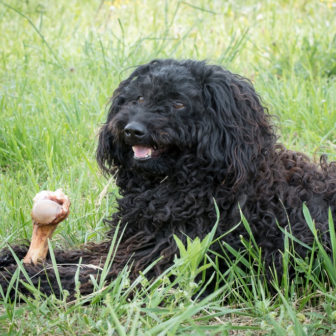 a Puli Dog eating a chicken leg