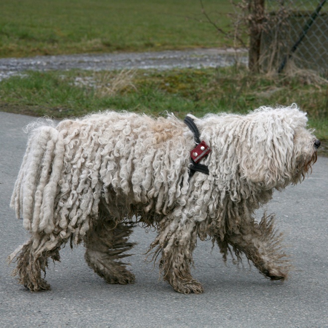 a Puli Dog walking