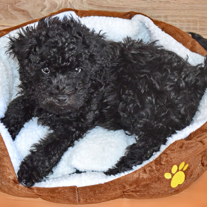 a Puli Dog in its basket