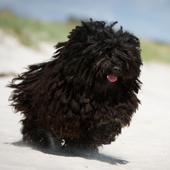 a Puli Dog running on the beach