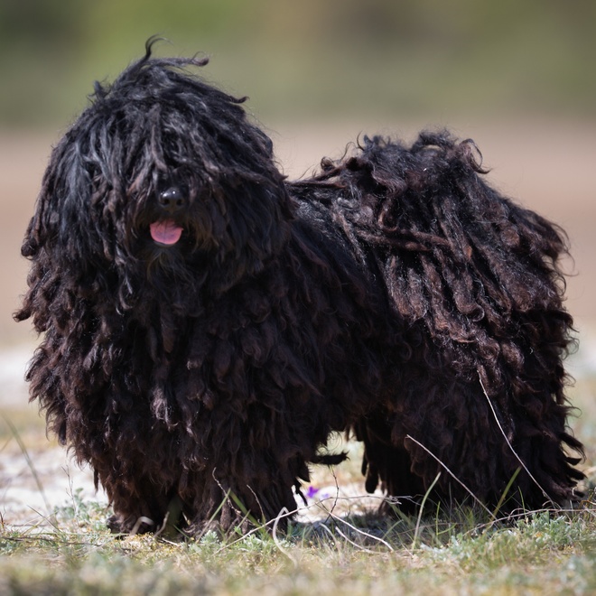 a Puli Dog on grass, in profile