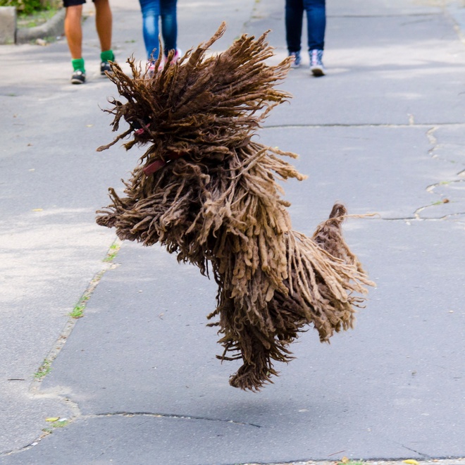 a jumping Puli Dog