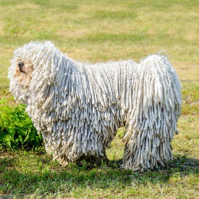 a Puli Dog in a field