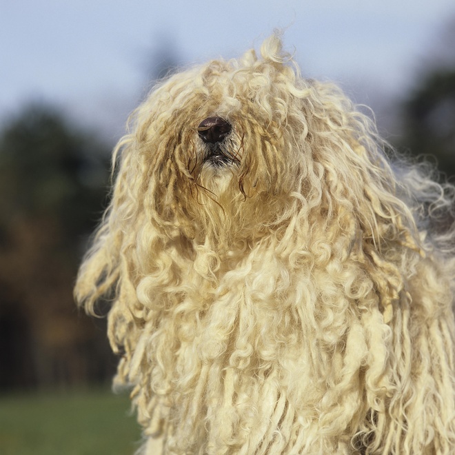 a Puli Dog raising its head