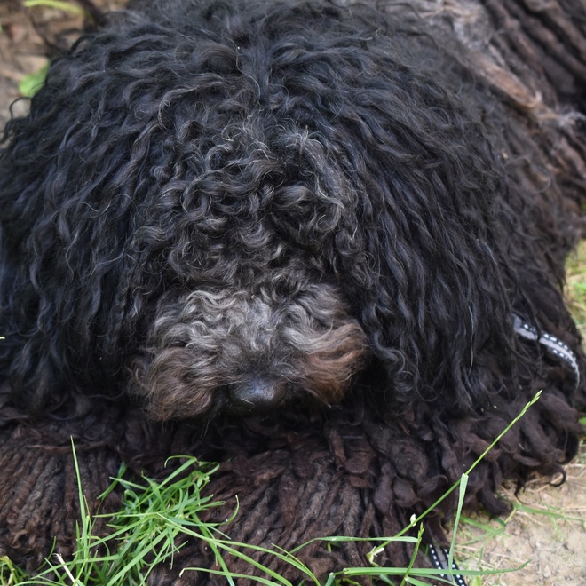 a Puli Dog lying on the grass