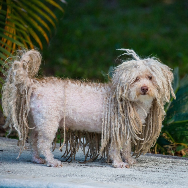 a Puli Dog with a shaved coat