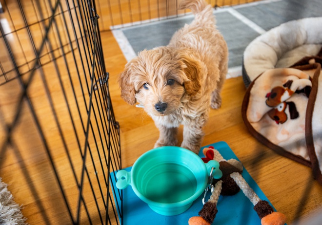 Crate and outlet potty training puppy