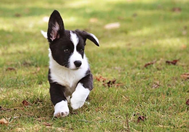 puppy running on grass