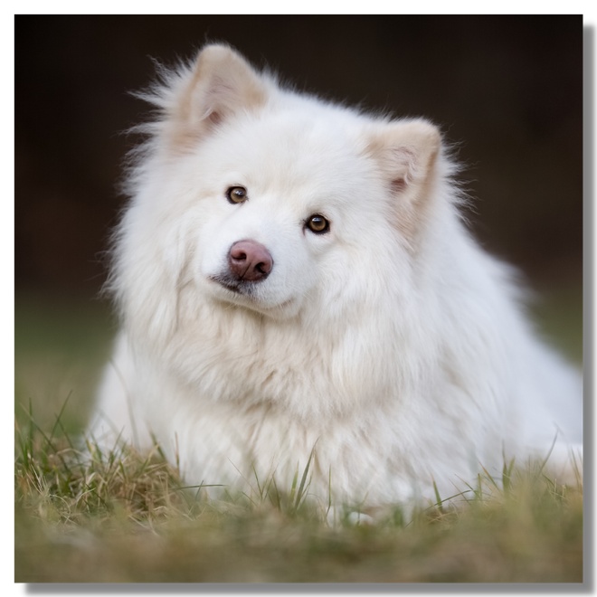 A white purebred dog