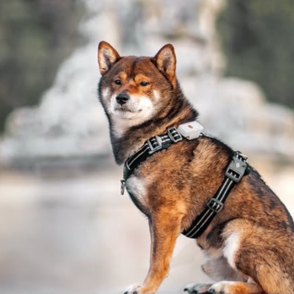 @pyoko_theshiba