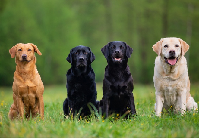 Quatre labradors dans l’herbe