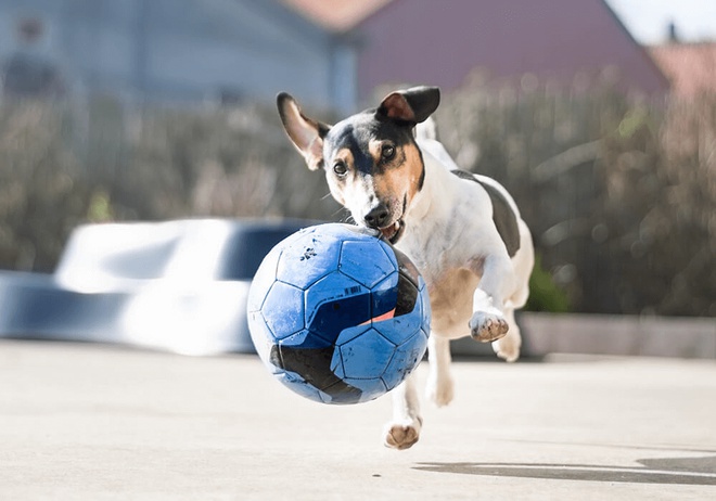 Jack Russell qui court après une balle
