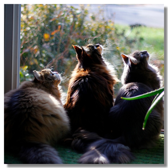Ragamuffin cats by a window