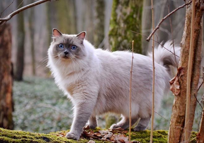 The 15 Cutest Cat Breeds You Will Love