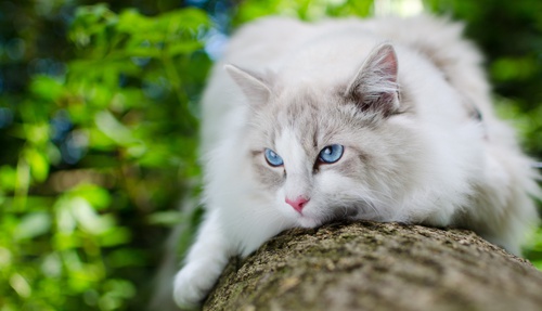 A Ragdoll clinging to a trunk