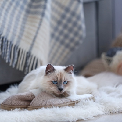 A Ragdoll lying on the carpet