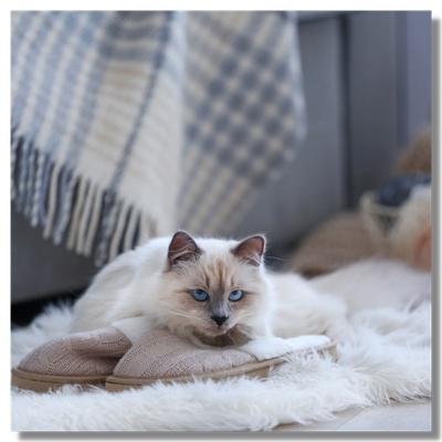 Ragdoll cat on the floor