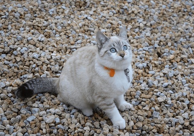 Un chat assis attentif à son maître