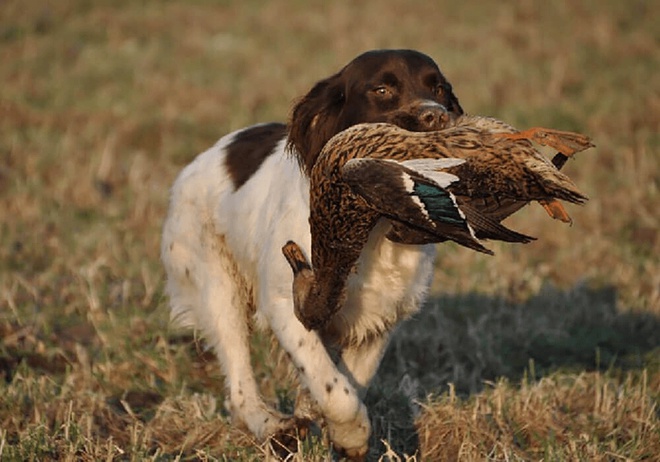 Chien Springer anglais