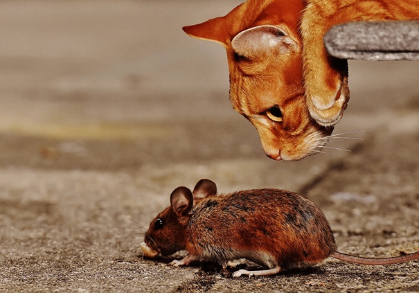 Red cat looking at a mouse on the street