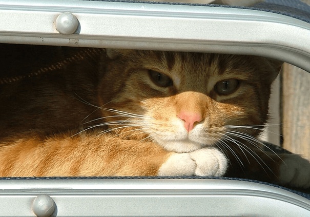 red cat hidden between two chairs