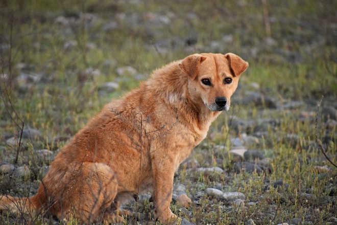 red dog sitting alone