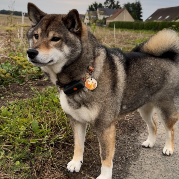 @reia.shiba