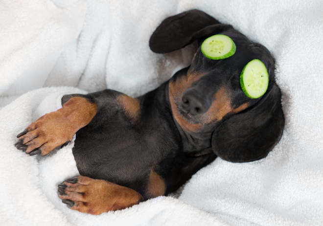 Longest store weiner dog