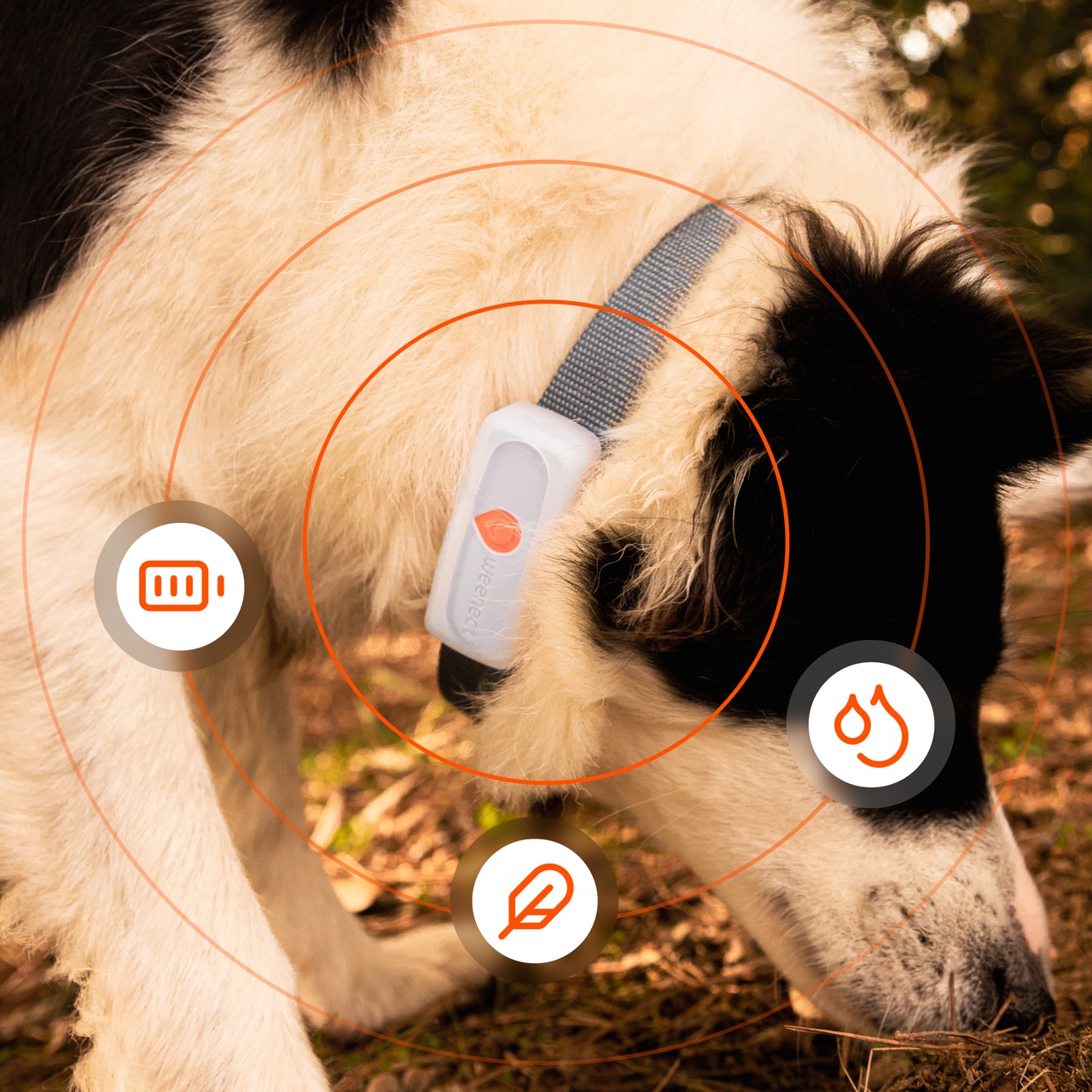 reliable weenect xs dog tracker