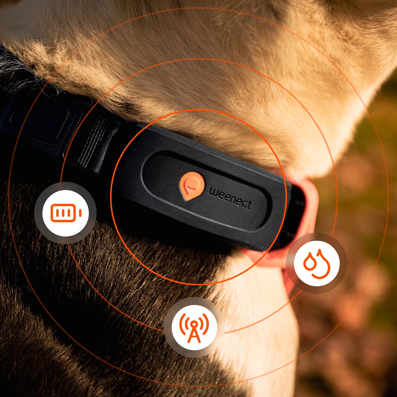 reliable weenect xt dog tracker