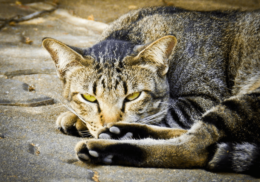 Un chat couché dans la rue